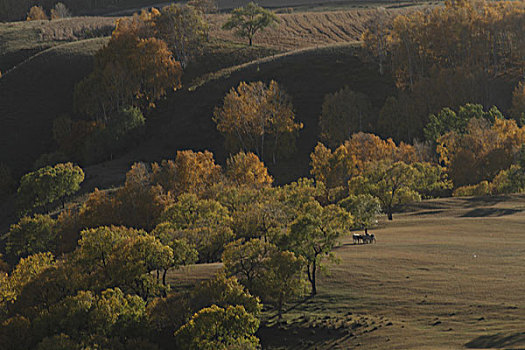 soi cau bach kim mien phi