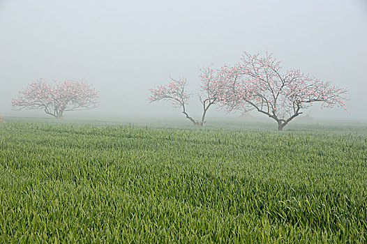 miền bắc thứ hai