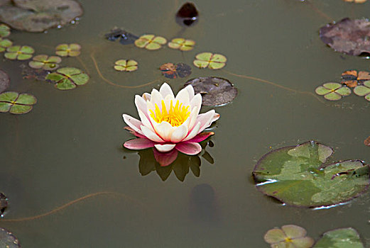 xổ số đồng nai hôm nay