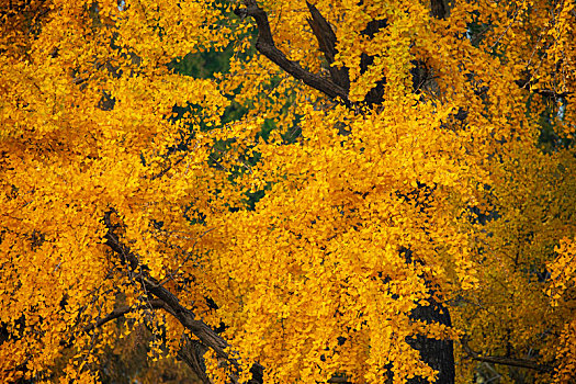 lo kep khung 5 ngay rong bach kim